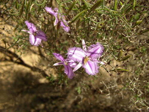 Image of Thysanotus dichotomus by (c) Tony Rebelo, some rights reserved (CC BY-SA)