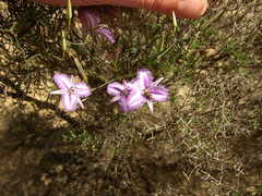 Thysanotus dichotomus