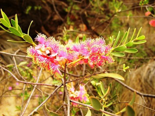 Image of Melaleuca fulgens by (c) Tony Rebelo, some rights reserved (CC BY-SA)