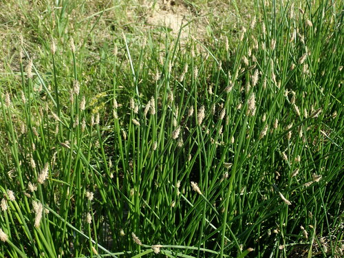 bahnička močiarna (Eleocharis palustris)