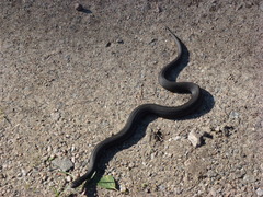 Vipera
