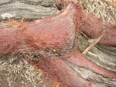 Acacia grasbyi
