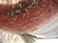 Acacia grasbyi