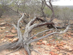 Acacia grasbyi