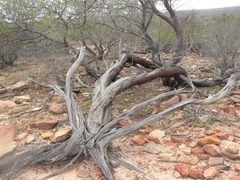 Acacia grasbyi