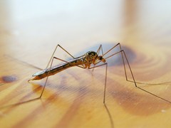 Nephrotoma flavipalpis