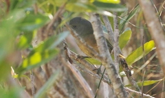 Pachycephala olivacea