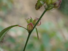 Sida spinosa