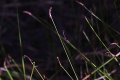 Netrostylis capillaris