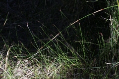 Netrostylis capillaris