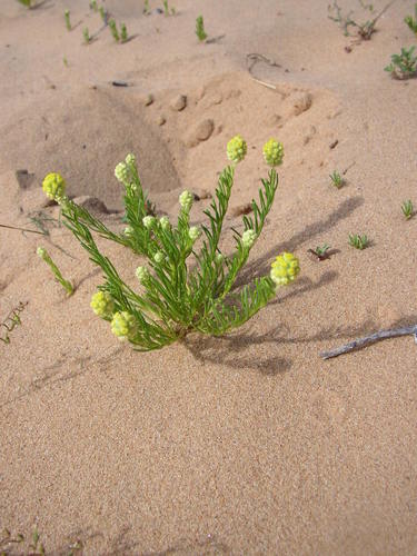Image of Calocephalus francisii by (c) Tony Rebelo, some rights reserved (CC BY-SA)