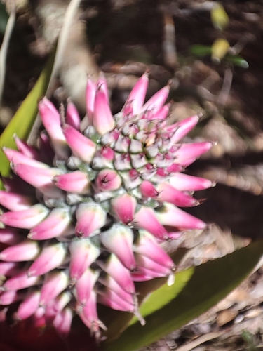 Aechmea lilacinantha (Aechmea lilacinantha)