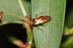 Niastama punctaticollis