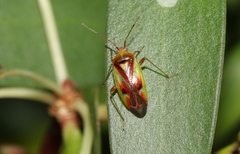 Niastama punctaticollis