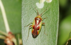 Niastama punctaticollis