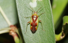 Niastama punctaticollis
