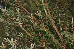 Monotoca glauca