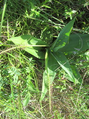 Ledebouria zebrina