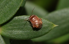Coridromius