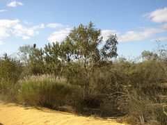 Banksia sceptrum