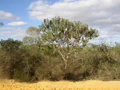 Banksia sceptrum