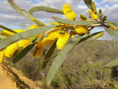 Acacia signata