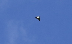 Graphium macleayanus moggana