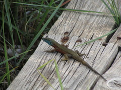 Algyroides nigropunctatus