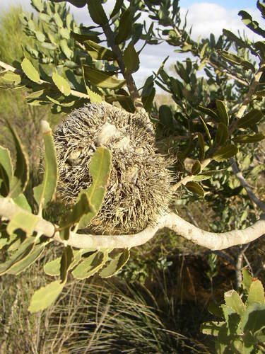 Image of Banksia sceptrum by (c) Tony Rebelo, some rights reserved (CC BY-SA)
