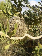 Banksia sceptrum