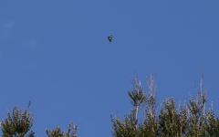Graphium macleayanus moggana