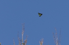 Graphium macleayanus moggana
