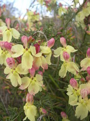 Lechenaultia linarioides
