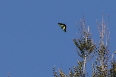 Graphium macleayanus moggana