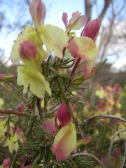Lechenaultia linarioides