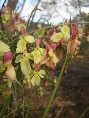 Lechenaultia linarioides