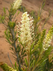 Grevillea pterosperma