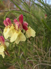 Lechenaultia linarioides