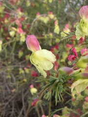 Lechenaultia linarioides