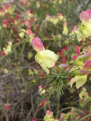 Lechenaultia linarioides