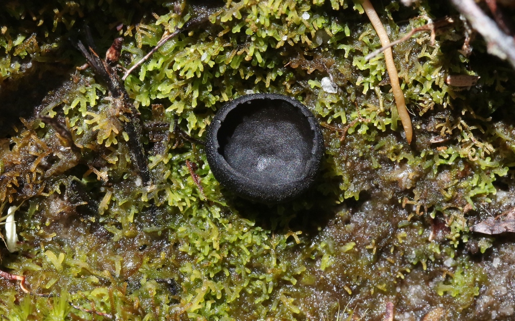 Pseudoplectania tasmanica