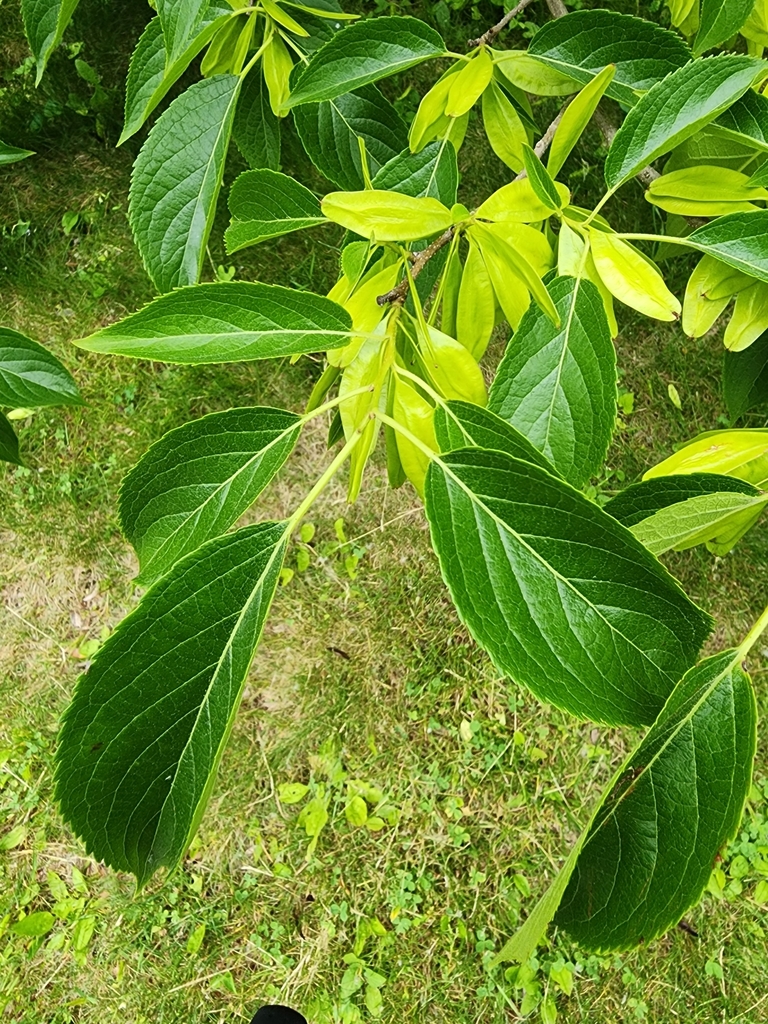 Gutta-percha Tree in June 2023 by Sherry Felix · iNaturalist