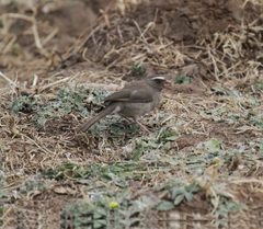 Crithagra tristriata