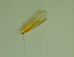 Chrysopidae