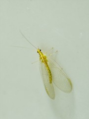 Chrysopidae