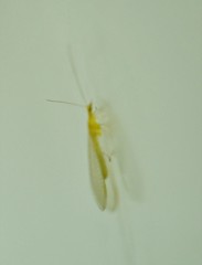 Chrysopidae
