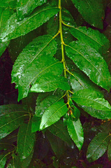Salix myricoides
