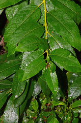 Salix myricoides