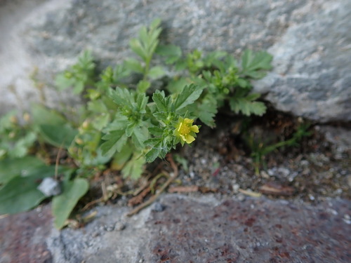 nátržník poliehavý (Potentilla supina)