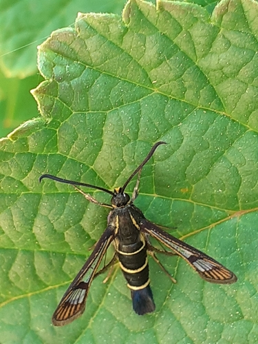 Synanthedon tipuliformis